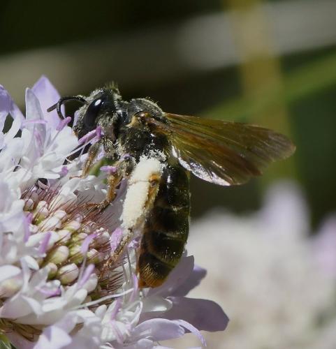 Andrena hattorfiana
